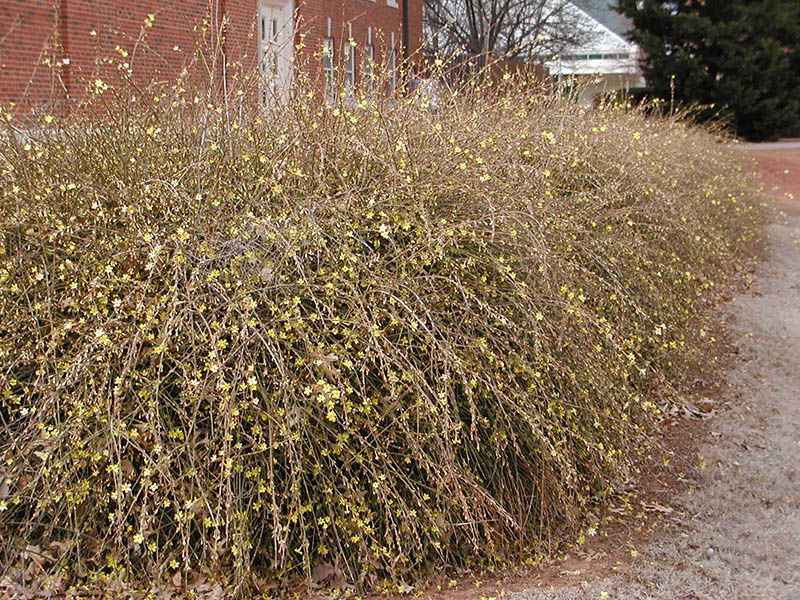 An upclose view of the Winter Jasmine planted on the edge of a sidewalk. An upclose view of the Winter Jasmine planted on the edge of a sidewalk.