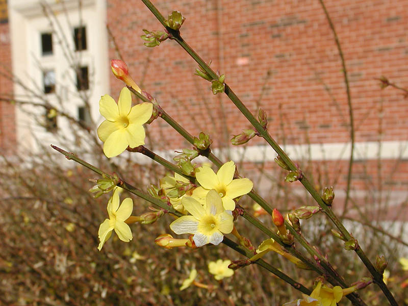 Flowers blooming off a branch of the Winter Jasmine. Flowers blooming off a branch of the Winter Jasmine.