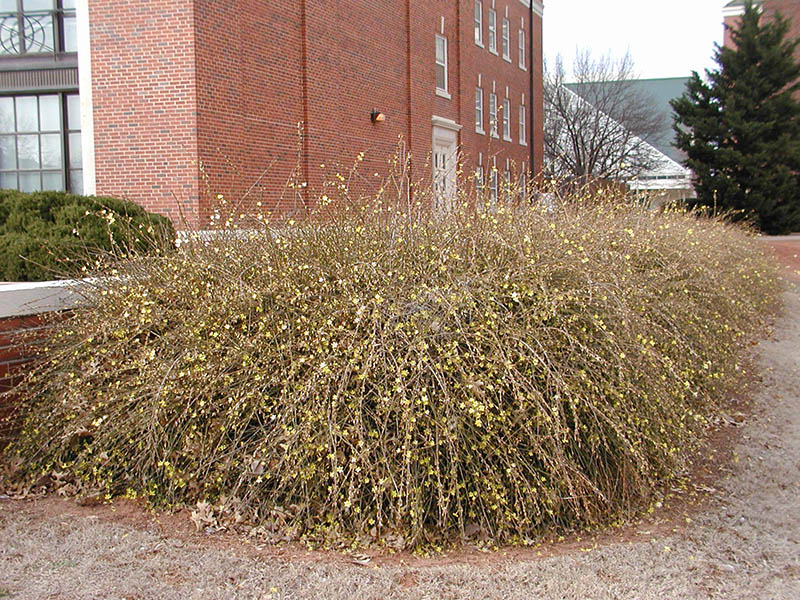 Full view of the Winter Jasmine planted on the edge of a sidewalk. Full view of the Winter Jasmine planted on the edge of a sidewalk.