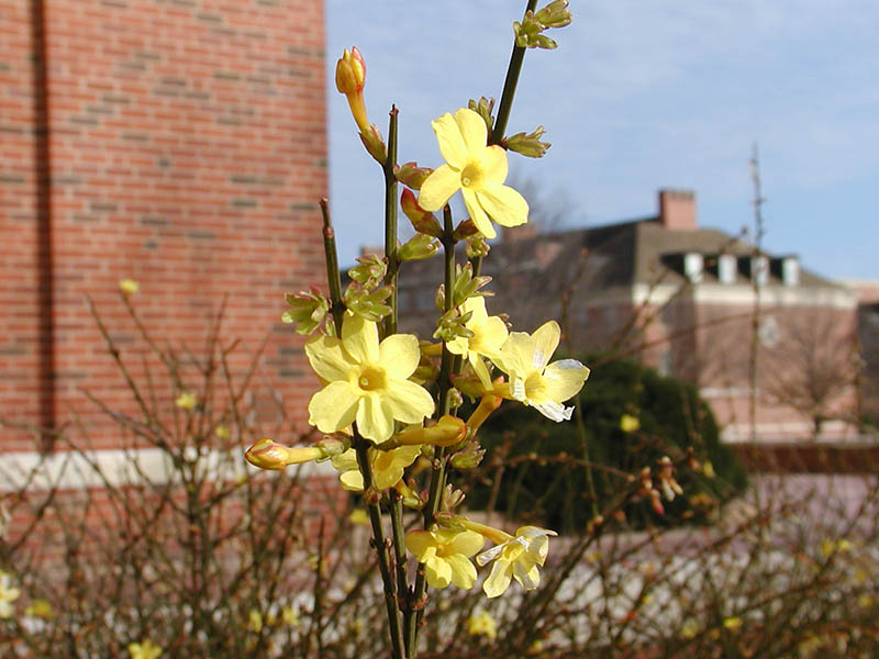 Multiple flowers in bloom off one branch. Multiple flowers in bloom off one branch.
