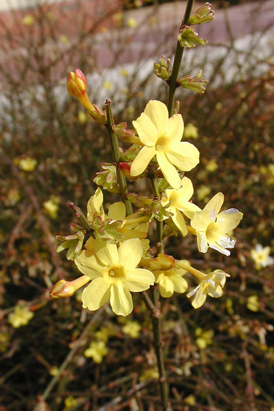 Aerial view of open flowers. Aerial view of open flowers.