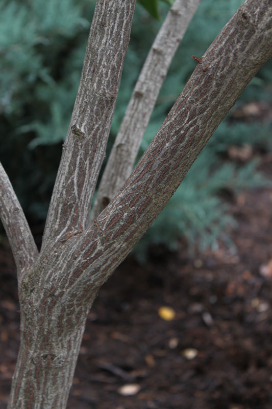 The bark of the Winterberry Euonymus. The bark of the Winterberry Euonymus.