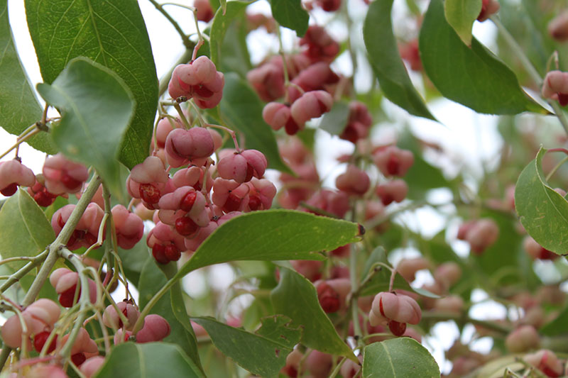 The berries of the Winterberry Euonymus. The berries of the Winterberry Euonymus.