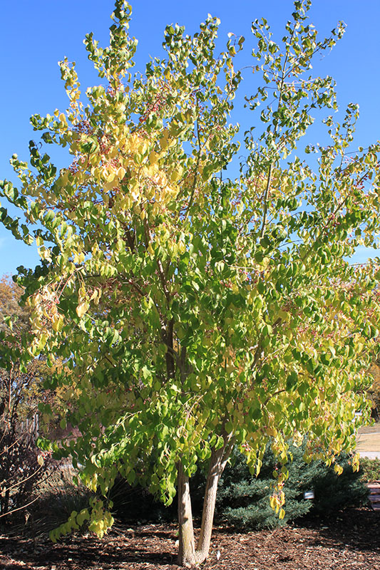 The leaves of the Winterberry Euonymus leaves changing color. The leaves of the Winterberry Euonymus leaves changing color.