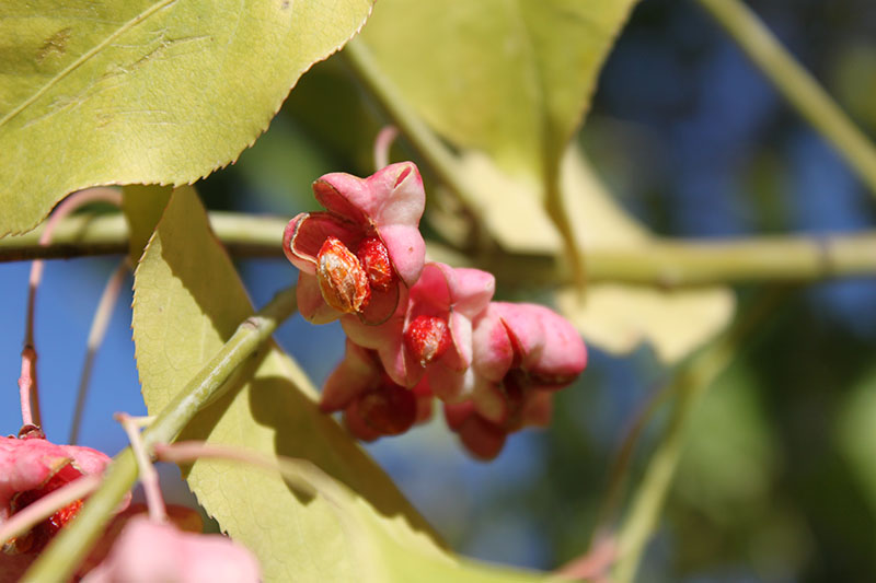 The fruit on the Winterberry Euonymus. The fruit on the Winterberry Euonymus.