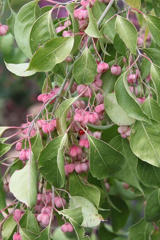 A limb with berries of the Winterberry Euonymus tree. A limb with berries of the Winterberry Euonymus tree.