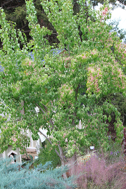 A big Winterberry Euonymus tree. A big Winterberry Euonymus tree.