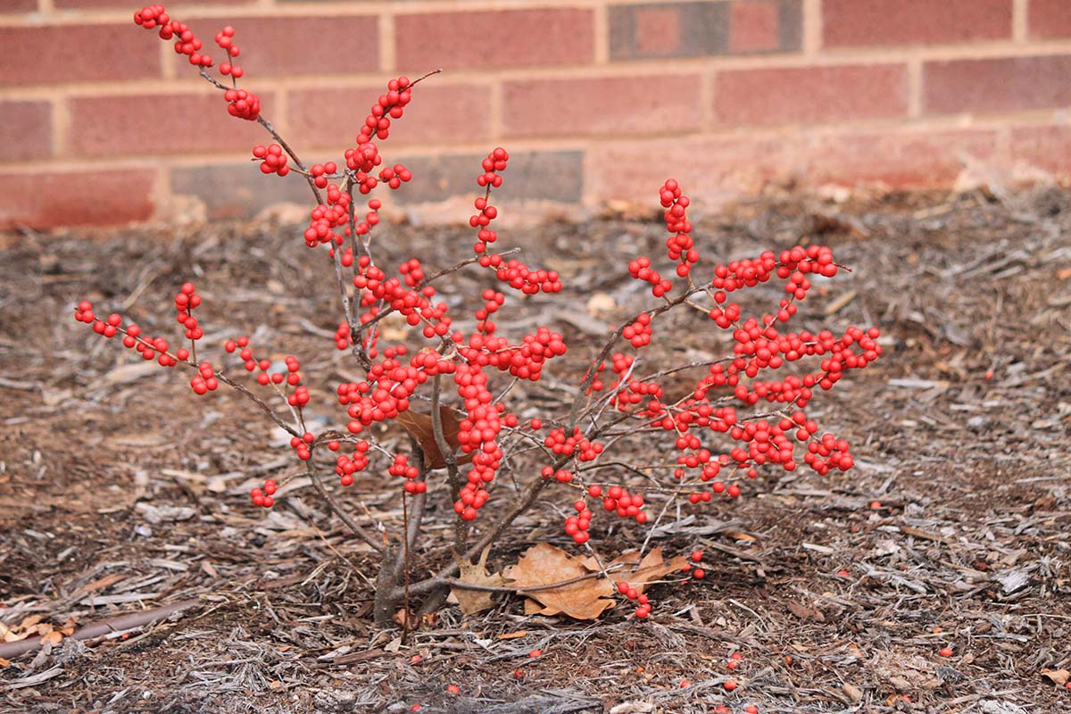 A shrub with orange berries. A shrub with orange berries.