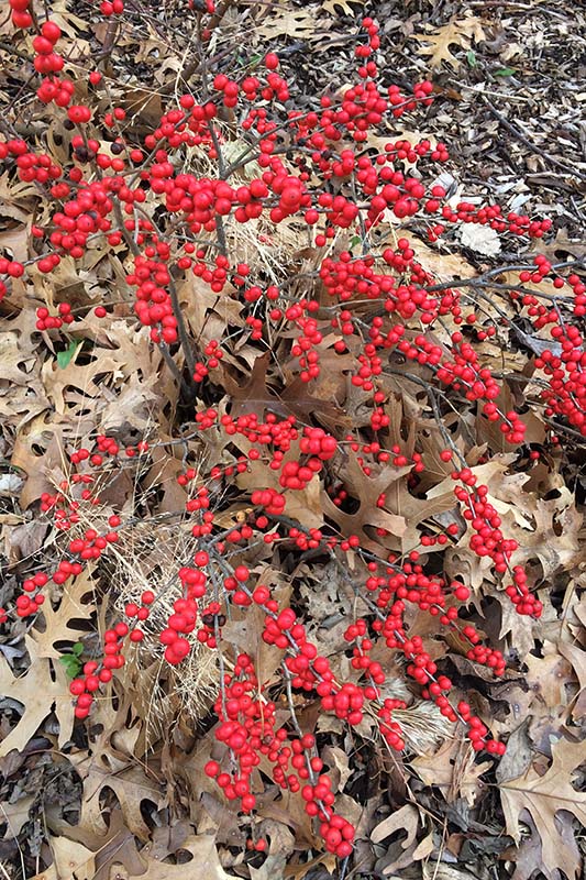 A plant with red berries. A plant with red berries.