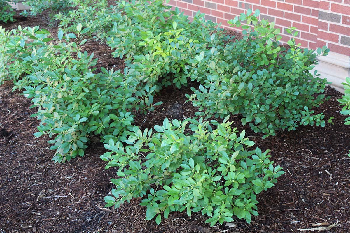 Shrubs with green leaves in a flower bed. Shrubs with green leaves in a flower bed.