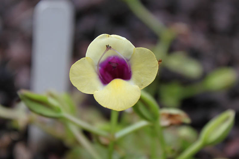 A yellow wishbone flower with a purple center. A yellow wishbone flower with a purple center.