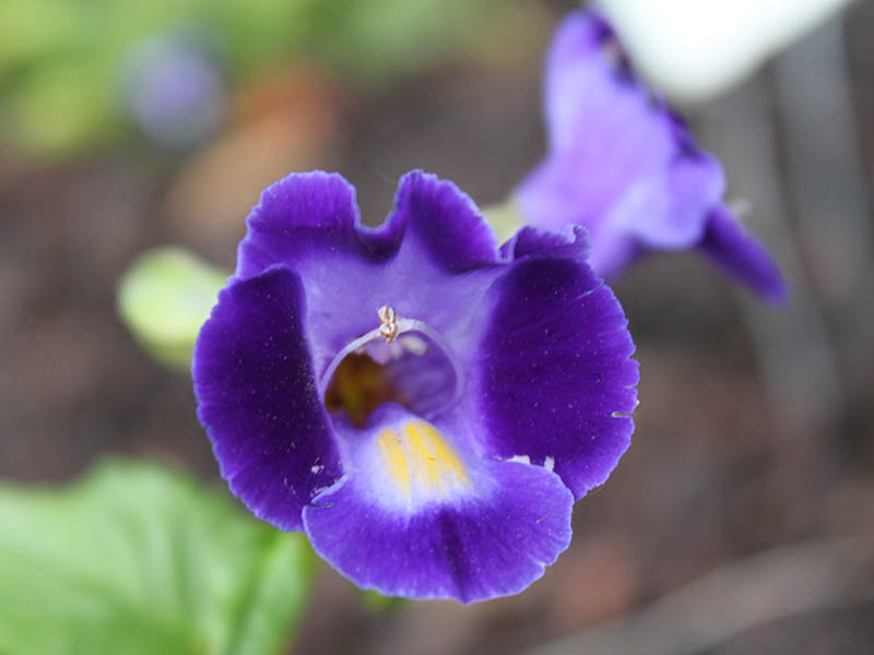 A blue Wishbone flower with a yellow center. A blue Wishbone flower with a yellow center.