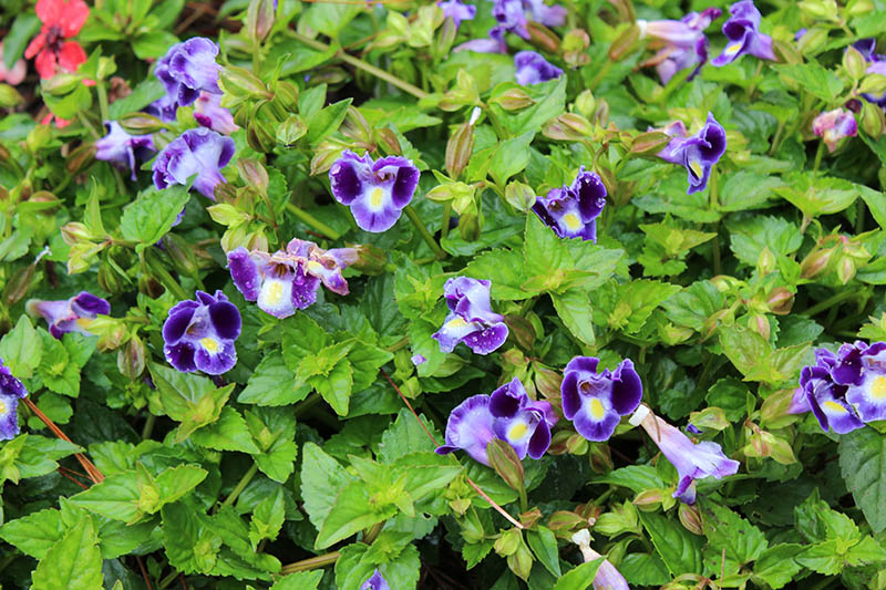 A green plant with blue Wishbone flowers. A green plant with blue Wishbone flowers.