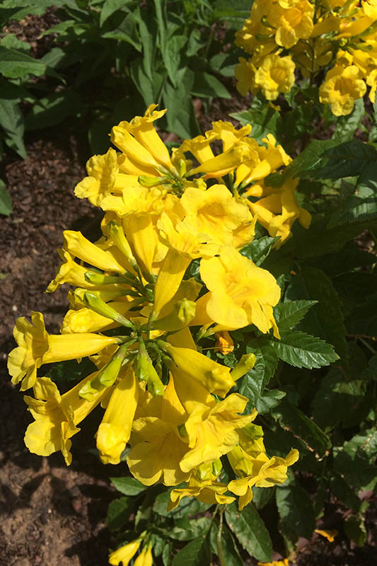 A bundle of yellow bell flowers. A bundle of yellow bell flowers.
