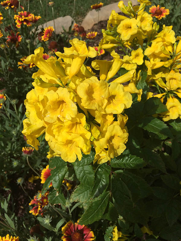Yellow flowers on a green plant. Yellow flowers on a green plant.