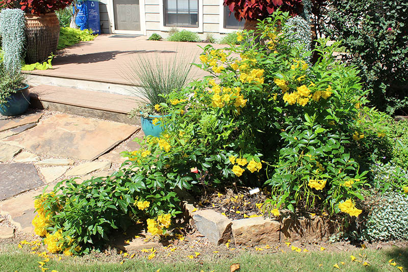 A green bush with yellow flowers. A green bush with yellow flowers.