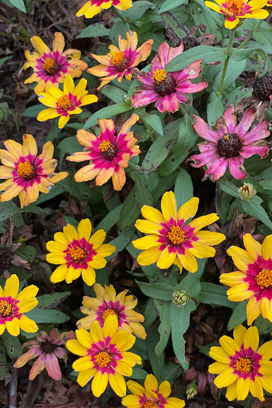 Yellow petals with a dark pink center, and light pink petals with a dark purple center flowers planted in a garden bed.