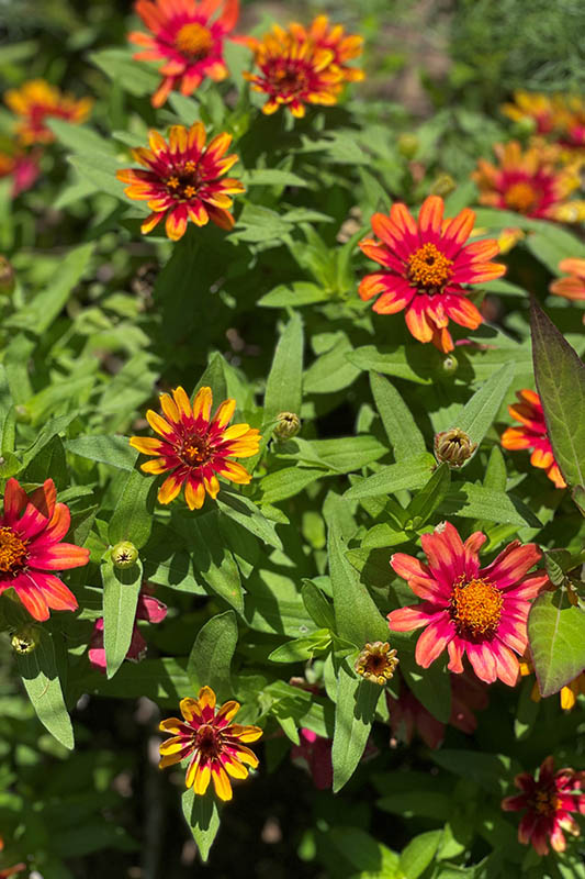 Yellow petals with a dark pink center and orange petals with dark pink center flowers in bloom.