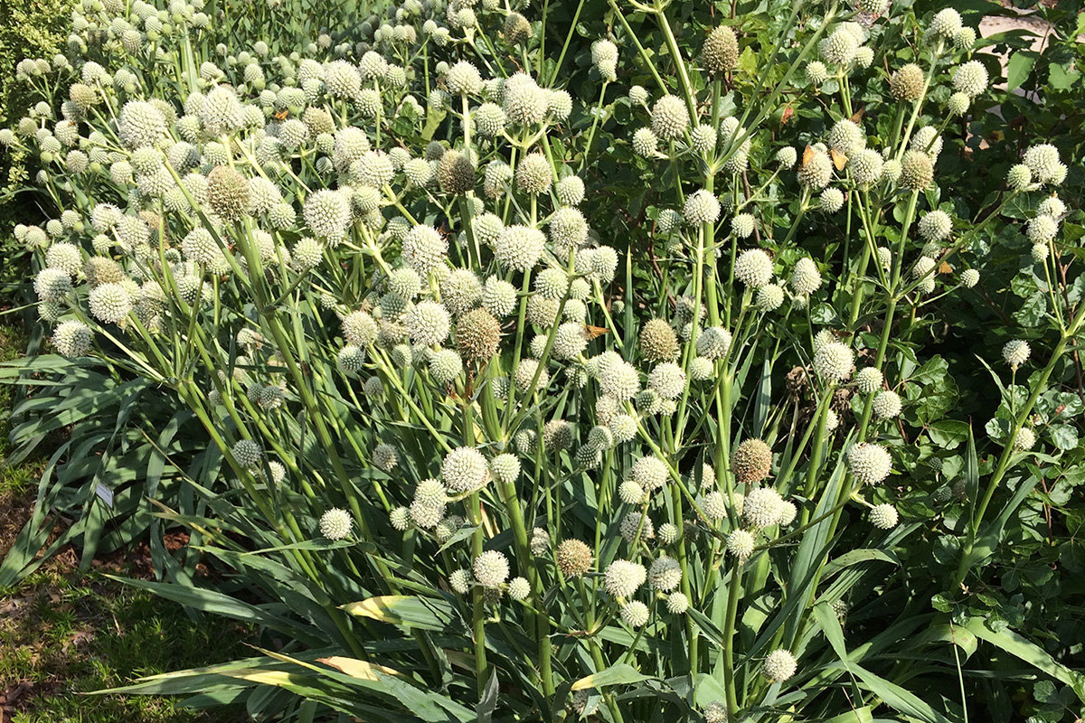 Rattlesnake Master Oklahoma State University