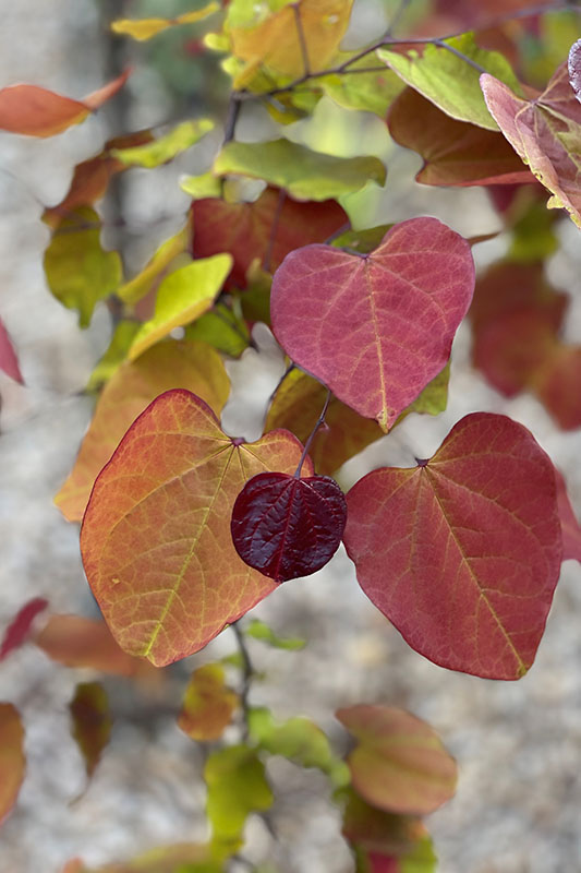 Red, yellow, orange and green-tint heart-shaped leaves hanging from a tree branch.