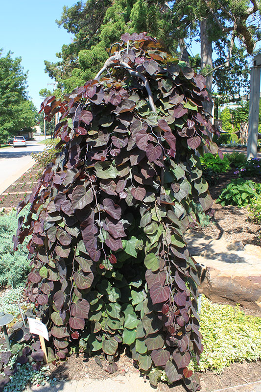 Reddish-purple and dark green leaves growing like a waterfall from the tree to the ground.