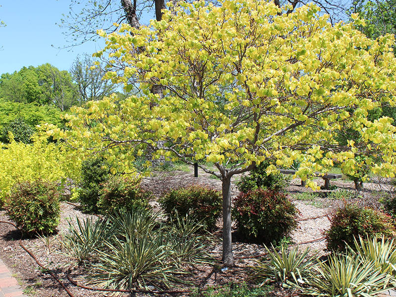 A tree with green and yellow leaves planted with other shrubs and small trees in the landscape.