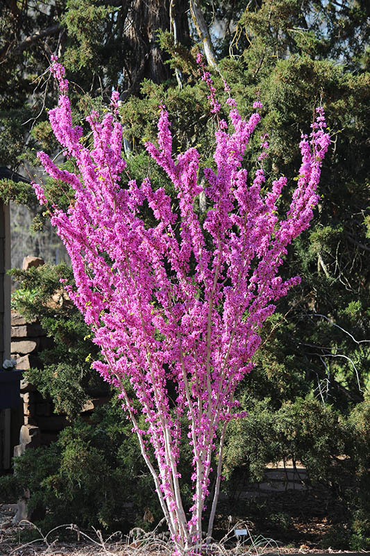 Dark rose-purple flowers clustered on the tree branches.