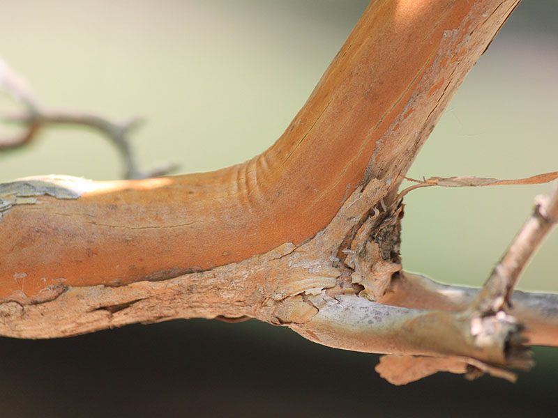 A close up photo of a seven-son-flower limb.