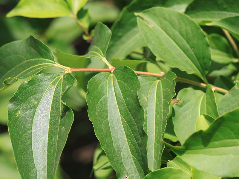 The leaves of the Seven-Son-Flower.