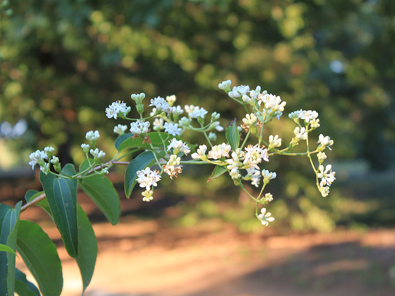 White blooms on a Seven-Son-Flower plant.