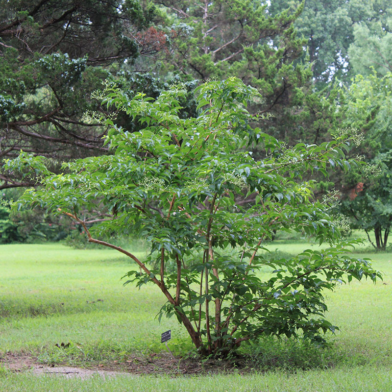 The seven son flower plant in a yard.