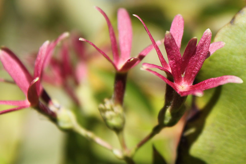 The rose calyx flower from the seven-son-flower plant.