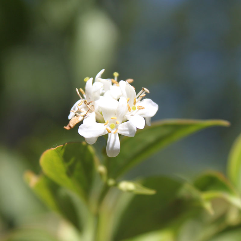 A white flower from the seven-son-flower.