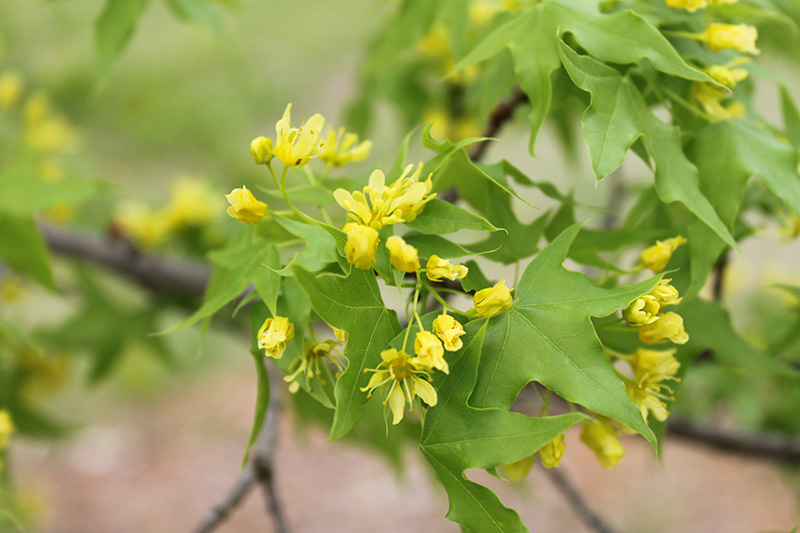 Green leaves and yellow blooms on a tree limb. Green leaves and yellow blooms on a tree limb.