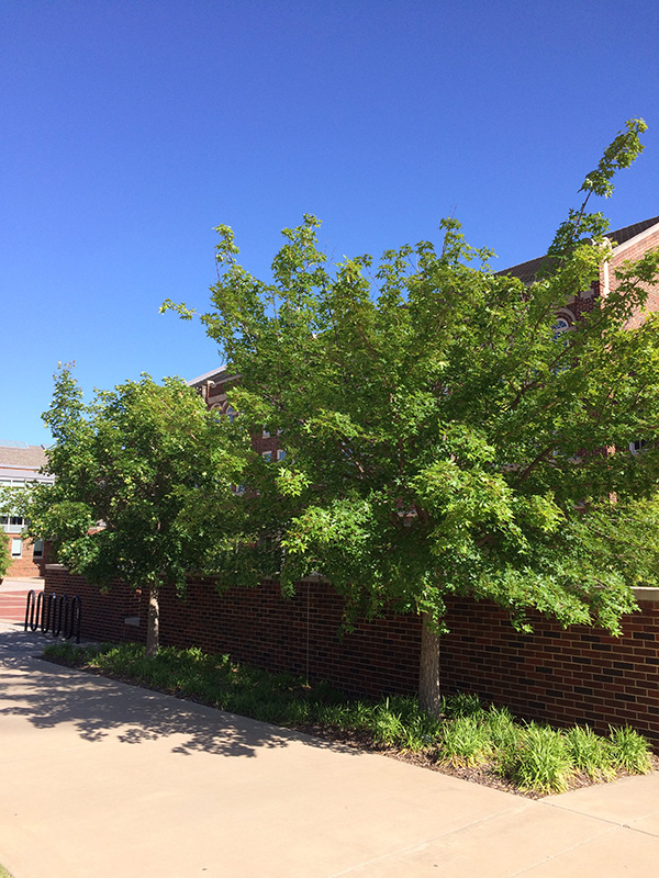 A Shantung Maple tree with yellow blooms. A Shantung Maple tree with yellow blooms.