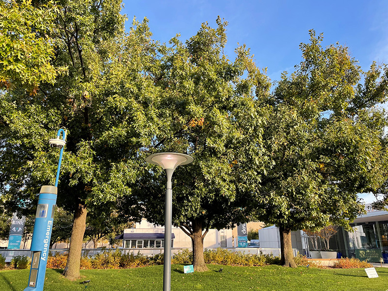 Shumard Oak trees growing along the sidwalk.