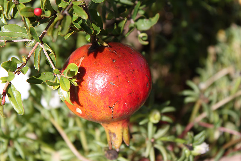 A dwarf pomegranate fruit. A dwarf pomegranate fruit.