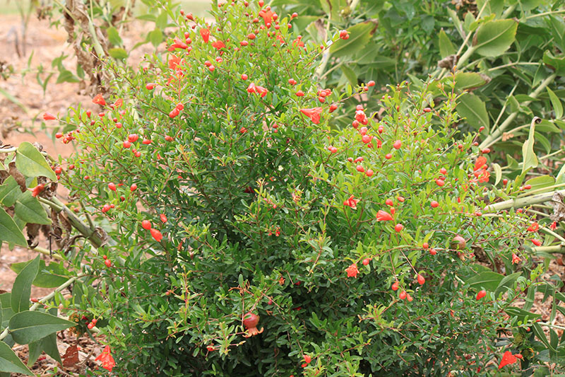 A dwarf pomegranate plant. A dwarf pomegranate plant.