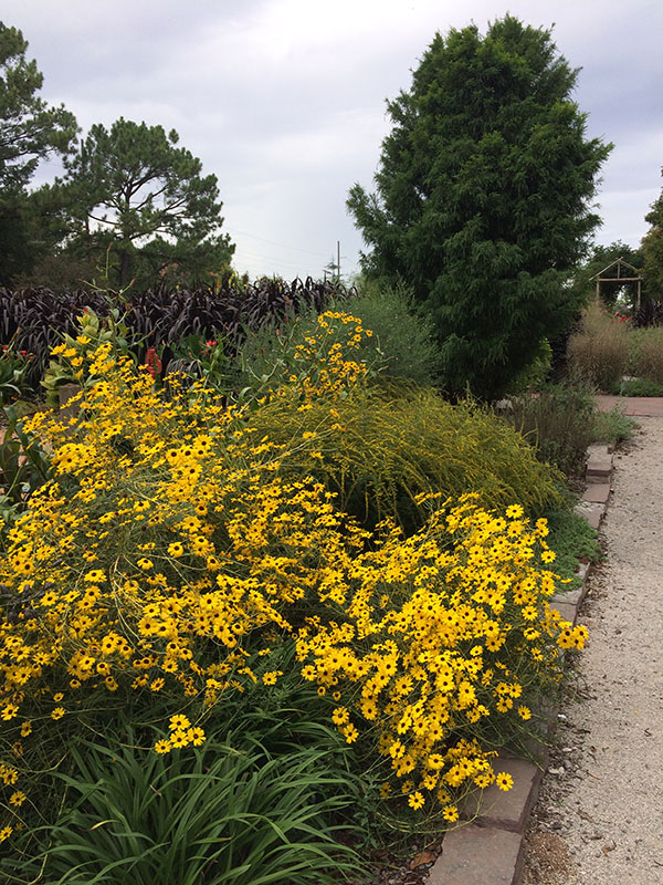 A patch of vibrant Swamp Sunflowers filling a flowerbed, their bright yellow blooms stretching across the space in front of large shrubs and small trees.