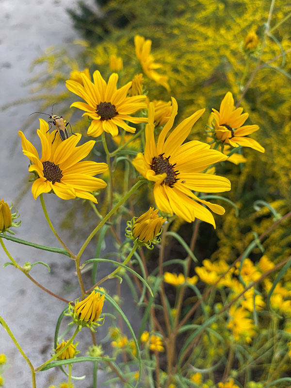 A close-up of a few yellow Swamp Sunflowers on a stem, with their bright petals surrounding a bee.