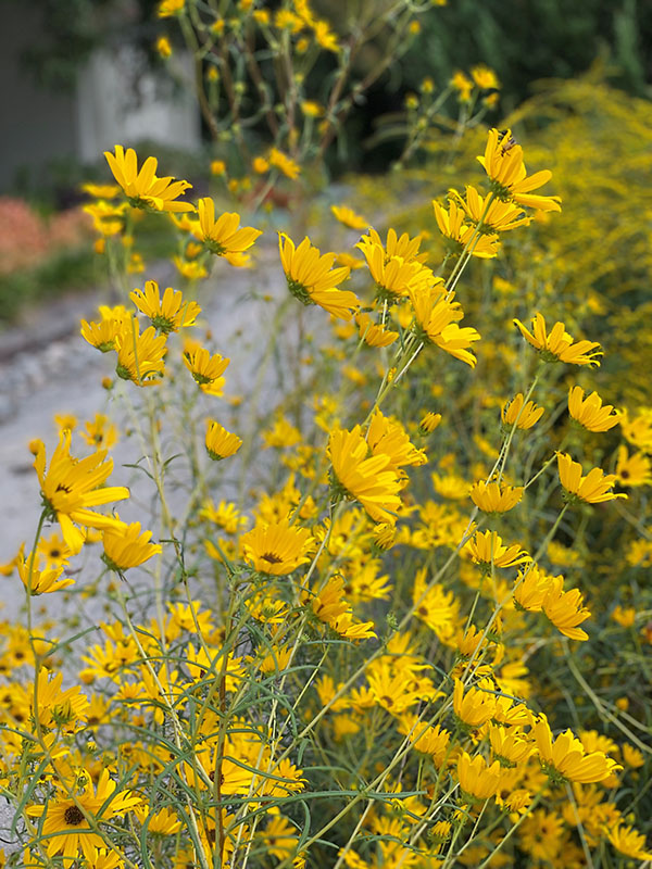 A few yellow Swamp Sunflowers on tall, slender stems, with their golden petals reaching outward.