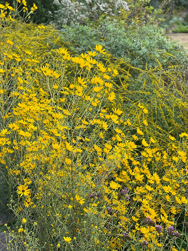 A group of yellow Swamp Sunflowers on light green stems against a soft background of greenery.