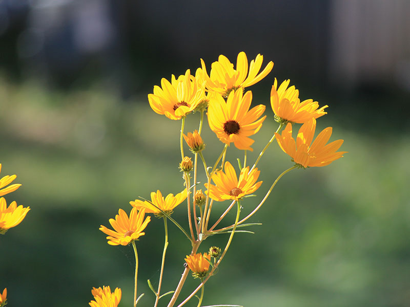 A close-up of multiple yellow Swamp Sunflowers on a stem and surrounding greenery softly blurred in the background.
