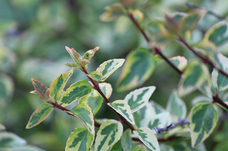 Close up view of the plants leaves with dark and light green stripes.