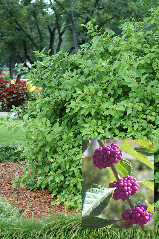 American beautyberry shrub in a flowerbed with a close up photo of the berries.