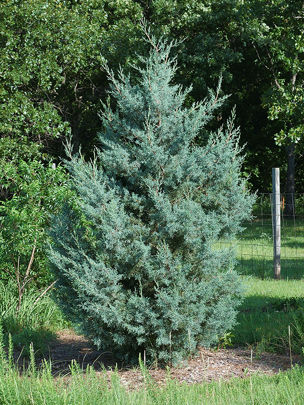 Arizona Cypress tree growing in a field.