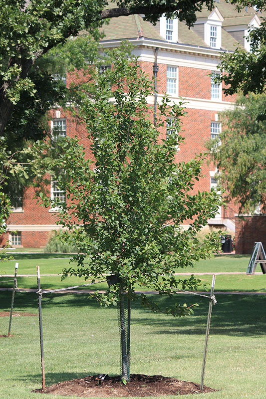 Black Gum tree growing on OSU's campus.