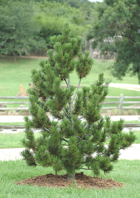 Bosnian Pine tree growing in a yard.