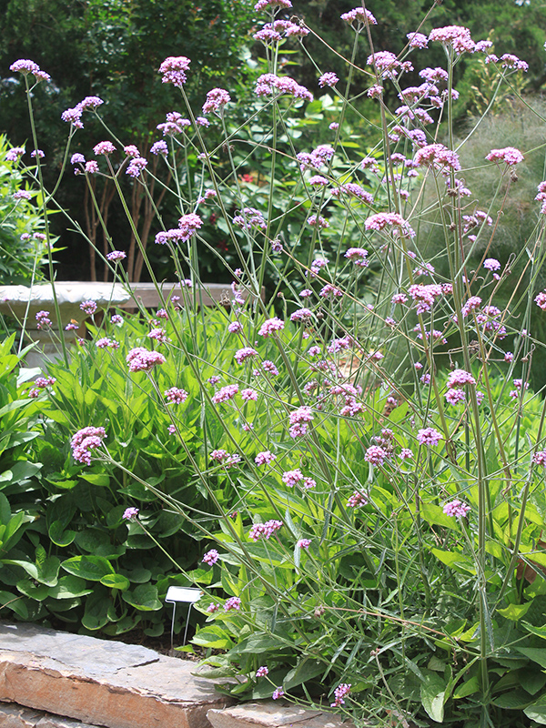 Brazilian Verbena plant in bloom with tiny rose-violet flowers.