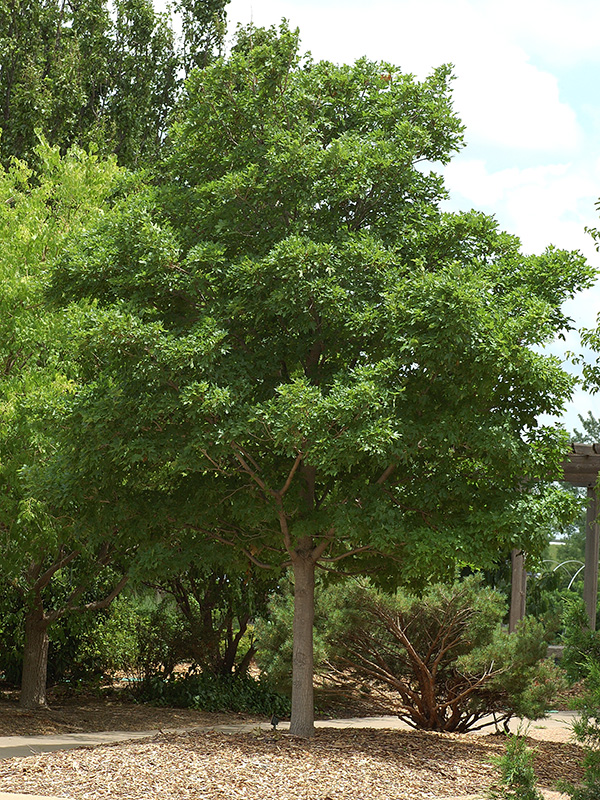 Caddo sugar maple tree growing in a park.